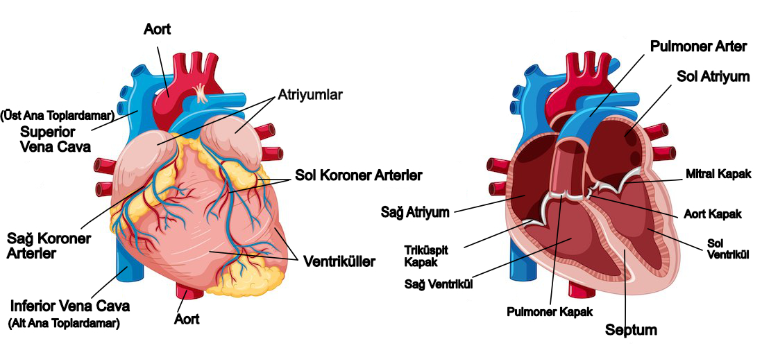 görünüm sağlık kalp ventrikülü
